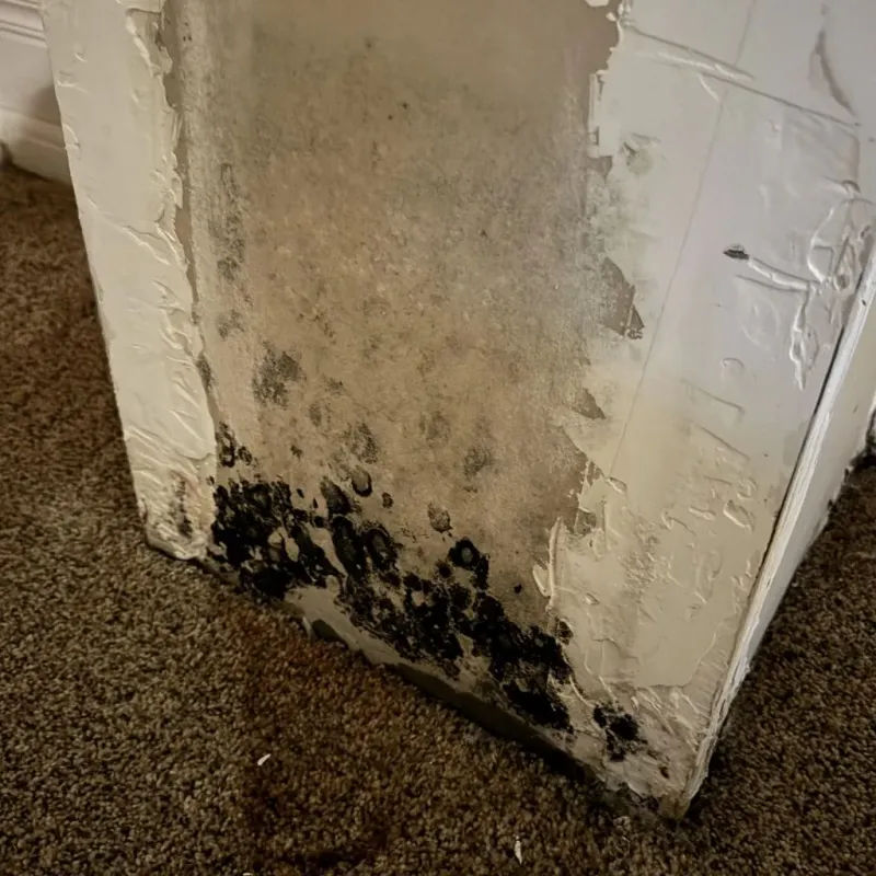 Professional Mold Removal in Camden, OH